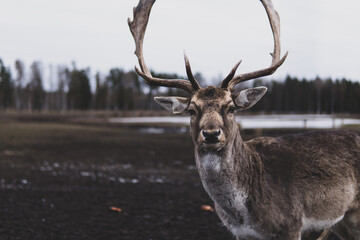 Obraz premium deer in the open field