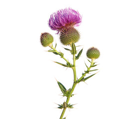 Blooming thistle plant isolated on white, Cirsium lanceolatum
 - Powered by Adobe