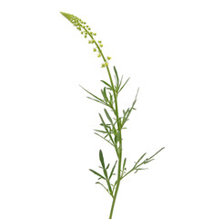 Yellow or wild mignonette plant isolated on white, Reseda lutea