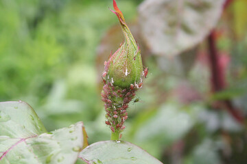 Green aphids infesting a rose bud, stem and leaves in the garden