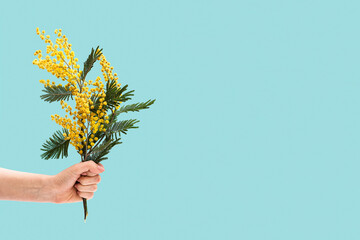 Mimosa. Mimosa flower in hands on a blue background.