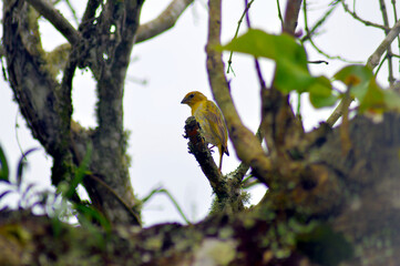 canary watching what happens around a tree 