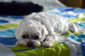 A cuty Maltese puppy posing for the camera