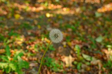 A dandelion protruding from the grass