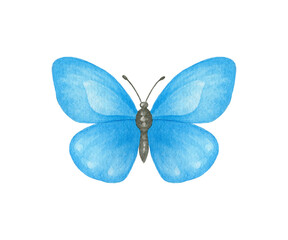 Butterfly watercolor_2