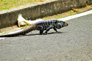 lizard walking down the street
