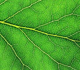 Green leaf texture macro closeup.