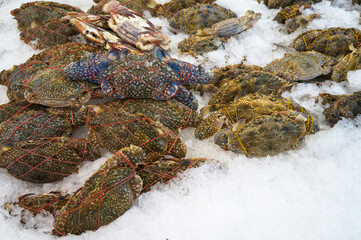 Crabs in Crabs market stall with crabs in ice, Crabs background