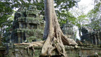 Feigenbaum im Dschungeltempel Ta Prohm, Kambodscha