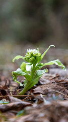 Japanese butterbur sprout from the ground