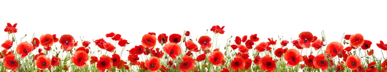  Red poppies isolated on white background © Alekss