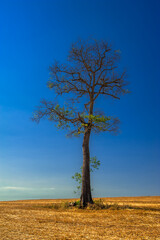 Fototapeta na wymiar dry tree, nature images, photography