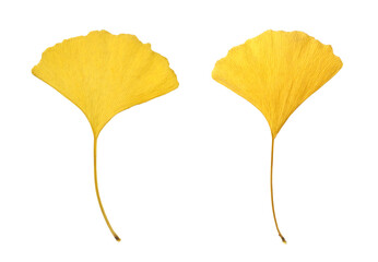 Yellow Ginkgo Leaves Isolated on White