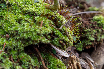 Overgrown green moss and fallen leaves