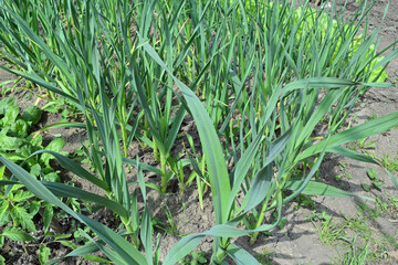 Obraz premium Onions, lettuce and tomatoes in the garden