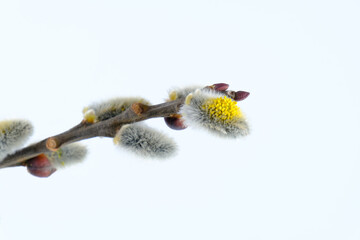 Weidenkätzchen (Nahaufnahmen vor einem neutralen Hintergrund)