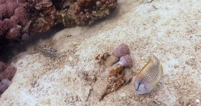 Slingjaw wrasse searching food in sands around coral on sea floor, steady 4K footage