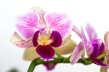 Naklejka na ściany i meble Beautiful purple Phalaenopsis orchid flowers, isolated on dark background. Moth dendrobium orchid. Multiple blossoms. Flower in bloom. Beautiful details of tropical floral visuals.