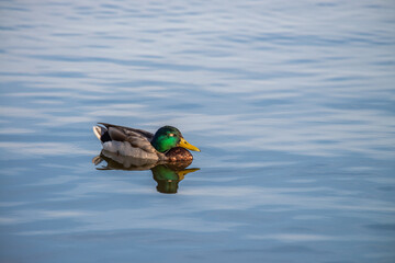 Nice young duck sweeming on spring lake water at sunny evening 