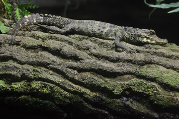 Dwarf crocodile (Osteolaemus tetraspis)