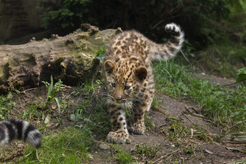 Amur leopard (Panthera pardus orientalis)