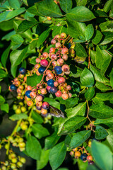 Bayas de ar&aacute;ndanos en su matorral con el fondo ligeramente desenfocado del mismo