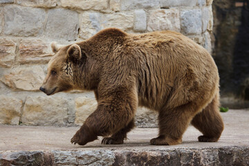 Brown bear (Ursus arctos).