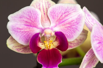 Beautiful purple Phalaenopsis orchid flowers, isolated on dark background. Moth dendrobium orchid. Multiple blossoms. Flower in bloom. Beautiful details of tropical floral visuals.