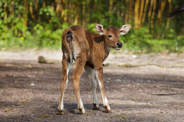 Javan banteng (Bos javanicus), also known as the tembadau