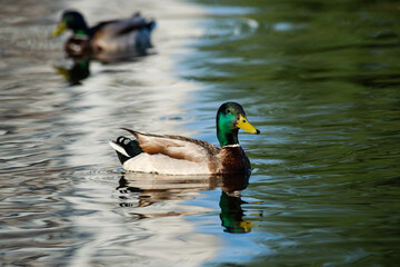 Nice young duck sweeming on spring lake water at sunny evening 