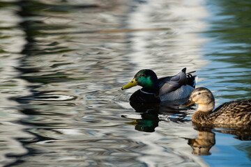 Nice young duck sweeming on spring lake water at sunny evening 