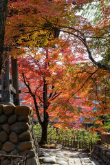 Naklejka premium 紅葉