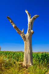dry tree, nature images, photography

