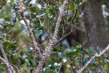 A tree with sharp thorns. 
Aralia elata