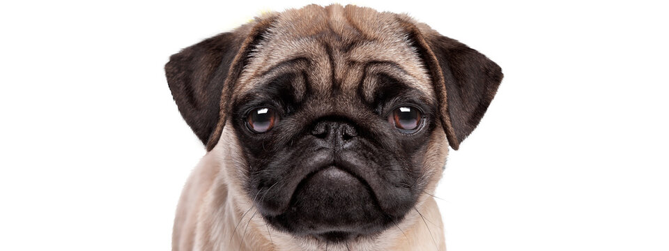 portrait of a sad pug puppy dog