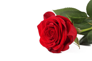 rose on a white background, isolate, close-up