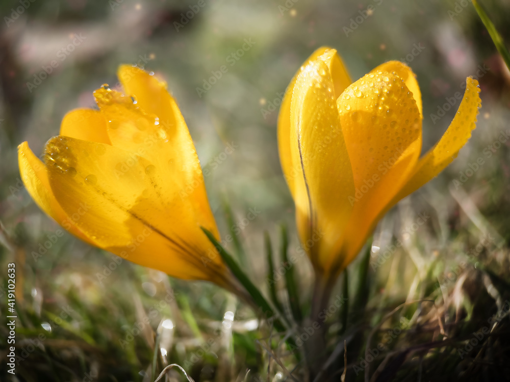 Wall mural macrophoto of yellow spring crocuses in the early morning with drops of dew outdoor.