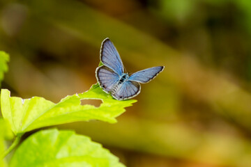 butterfly on a leaf