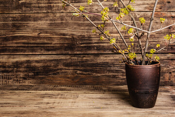 Blooming twigs of dogwood in a ceramic vase on a vintage wooden boards background