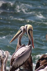 pelicans on the beach