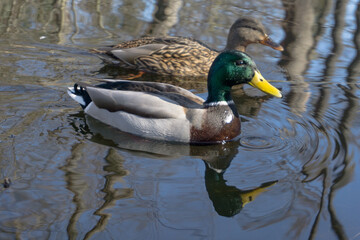Mallards on the lake with a spigorous surface 