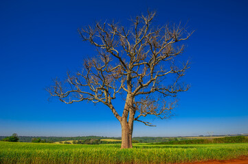 dry tree, nature images, photography

