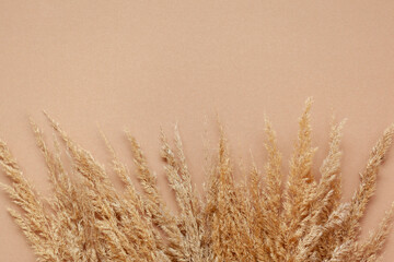 Dry pampas grass on beige background. Minimal, stylish, monochrome concept. Flat lay, top view.