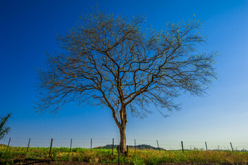dry tree, nature images, photography

