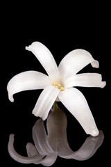 Fototapeta na wymiar Single spring flowers of white Hyacinth isolated on black background, mirror reflection