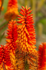 Naklejka na ściany i meble Bitter aloe (Aloe ferox), cactus with yellow and orange flowers