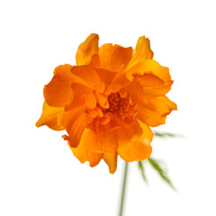 Bright orange marigold flower isolated on white background.