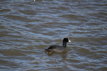 冬の川で泳ぐオオバン