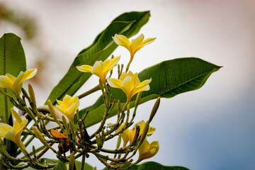 yellow frangipani flowers