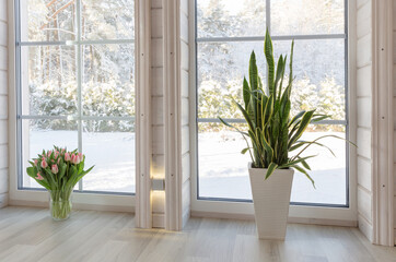 Bright interior of the room in a wooden house with a large window overlooking the winter courtyard. Winter landscape in white window. House plant Sansevieria trifasciata and a bouquet of pink tulips